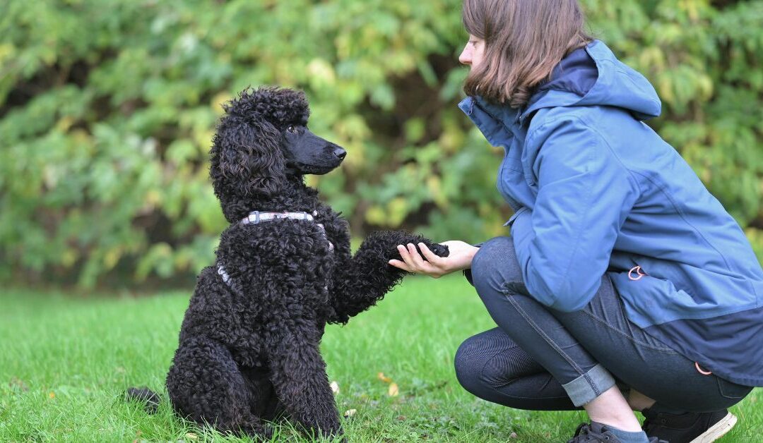 The Ultimate Guide to Understanding Your Pet’s Behavior and Training Them Effectively