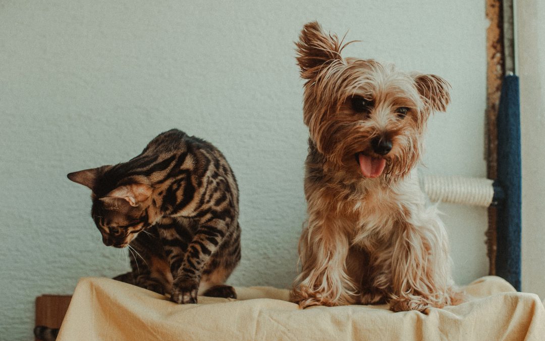 Top 10 Essential Pet Products Every Modern Pet Owner Should Have