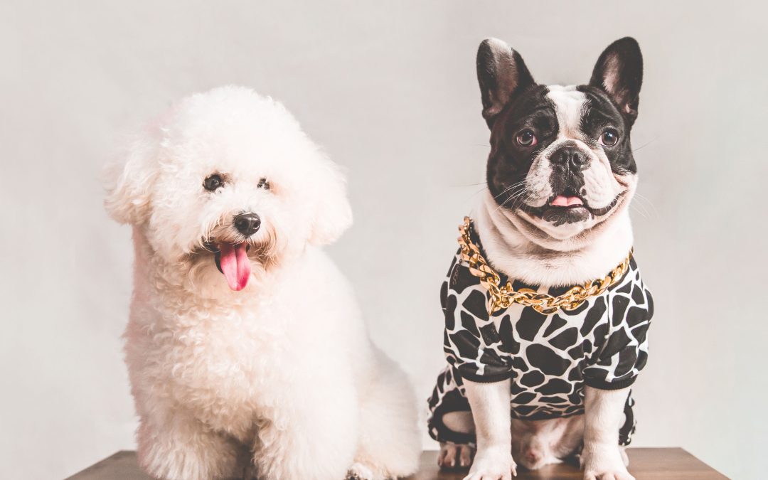 Keep Your Pet Happy, Healthy, and Entertained with Interactive Pet Products